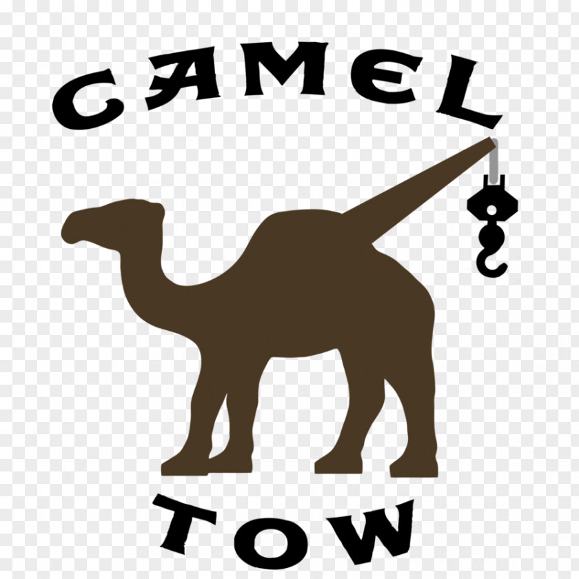 Camel Clip Art Brand Logo Mammal PNG