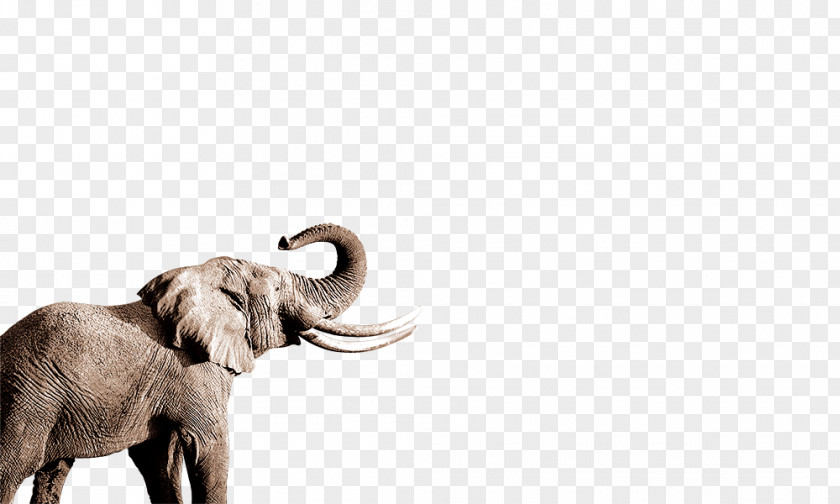 Elephant African Indian Nose PNG