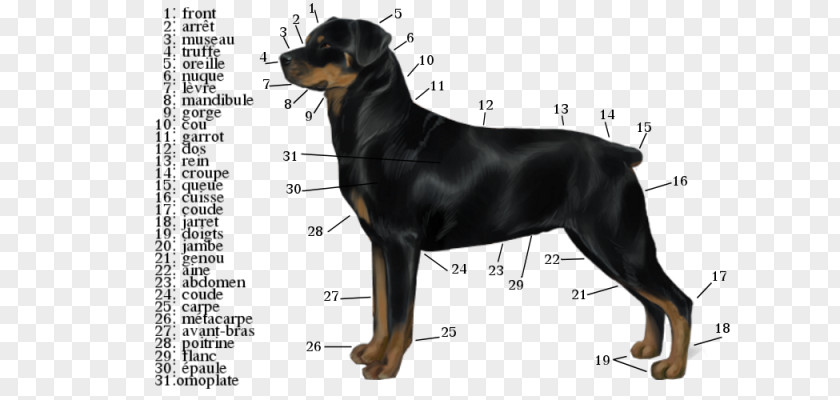 English Mastiff Dobermann German Pinscher Miniature Manchester Terrier Austrian Black And Tan Hound PNG