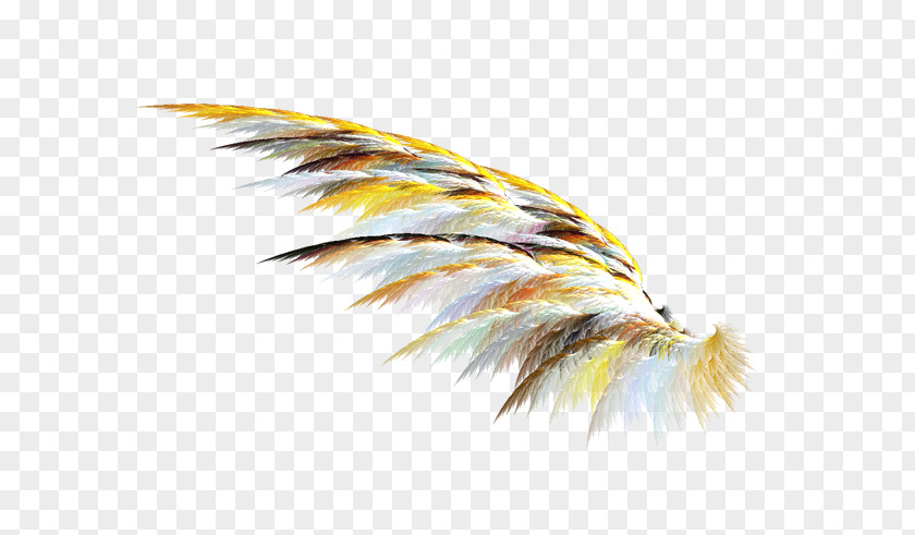 Feather Drawing Clip Art PNG