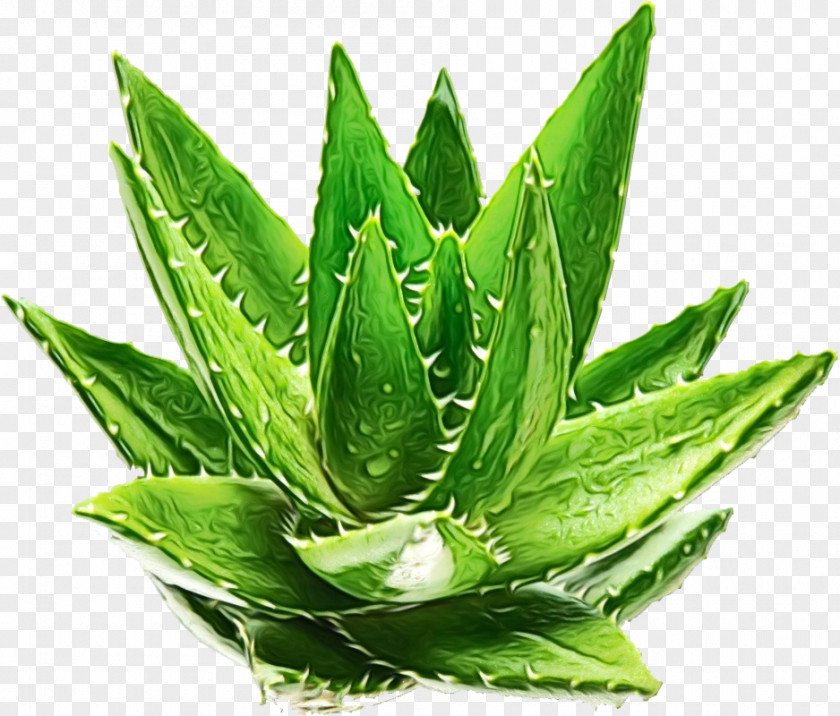 Herb Perennial Plant Aloe Vera Leaf PNG