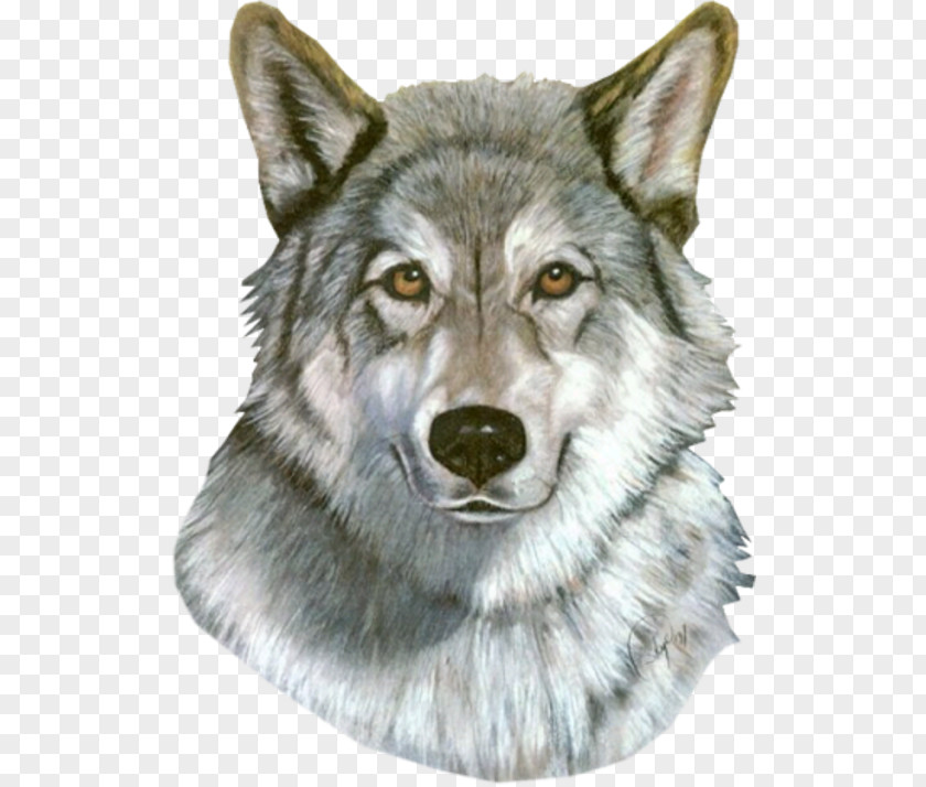 Saarloos Wolfdog Tamaskan Dog Utonagan Coyote Alaskan Tundra Wolf PNG