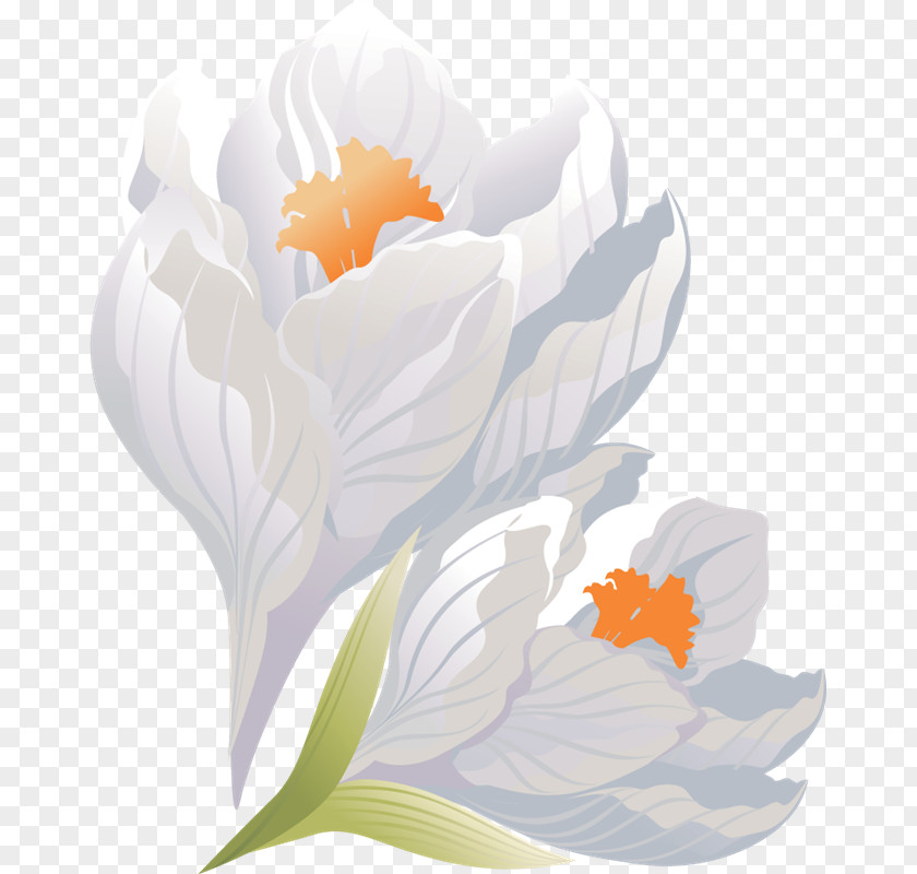 VK Crocus Flower Floral Design Petal Clip Art PNG