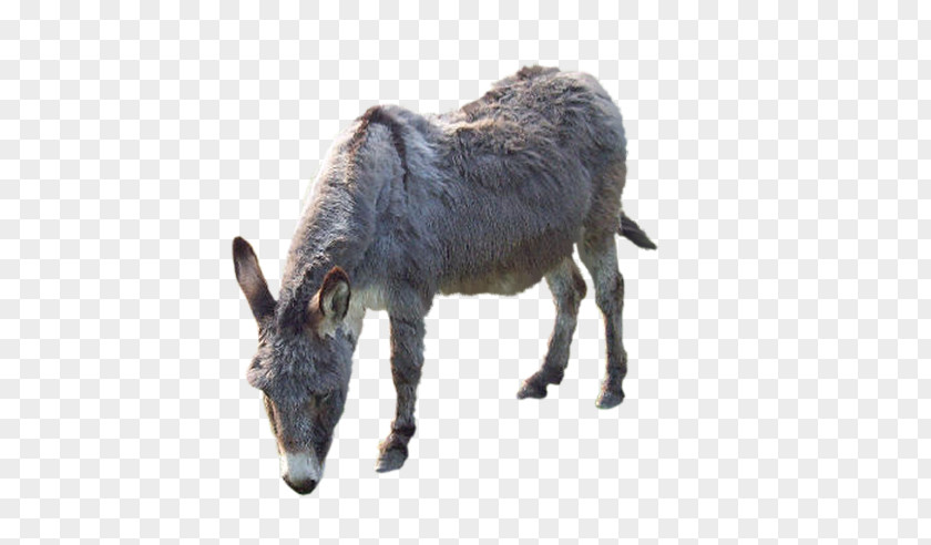 Animal Mall Donkey Âne Pack Fond Blanc PNG