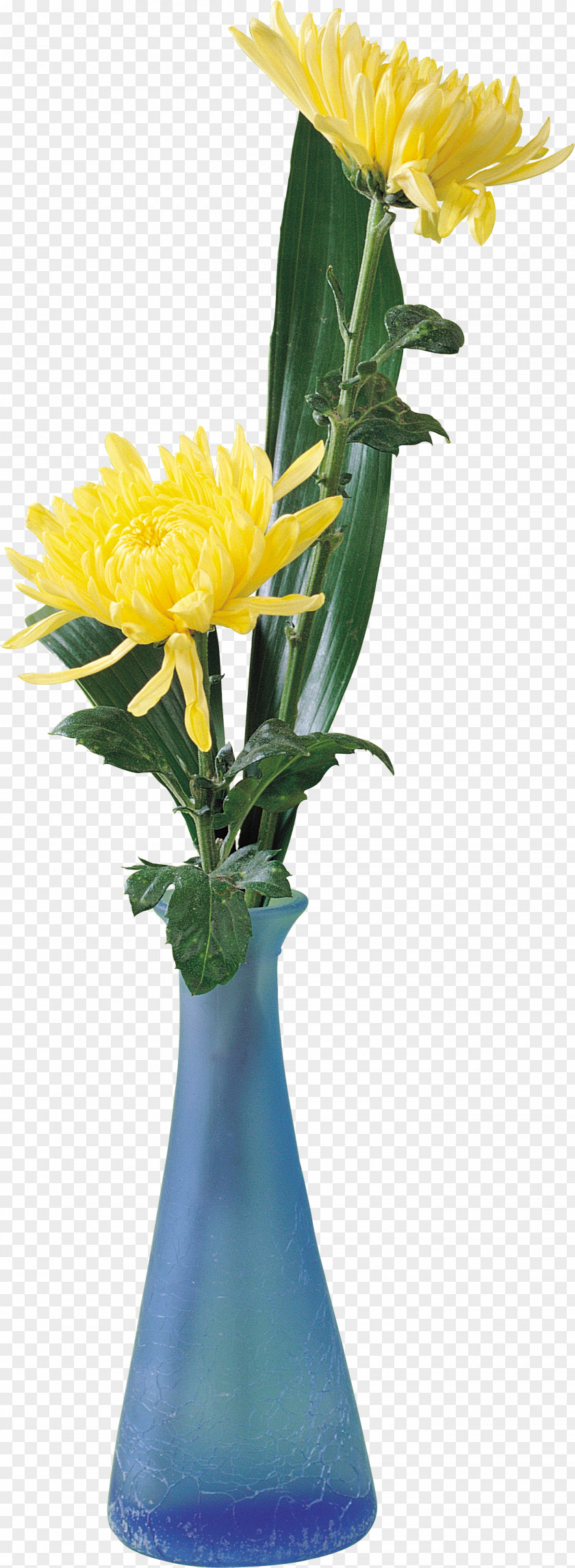 Chrysanthemum Cut Flowers Clip Art PNG