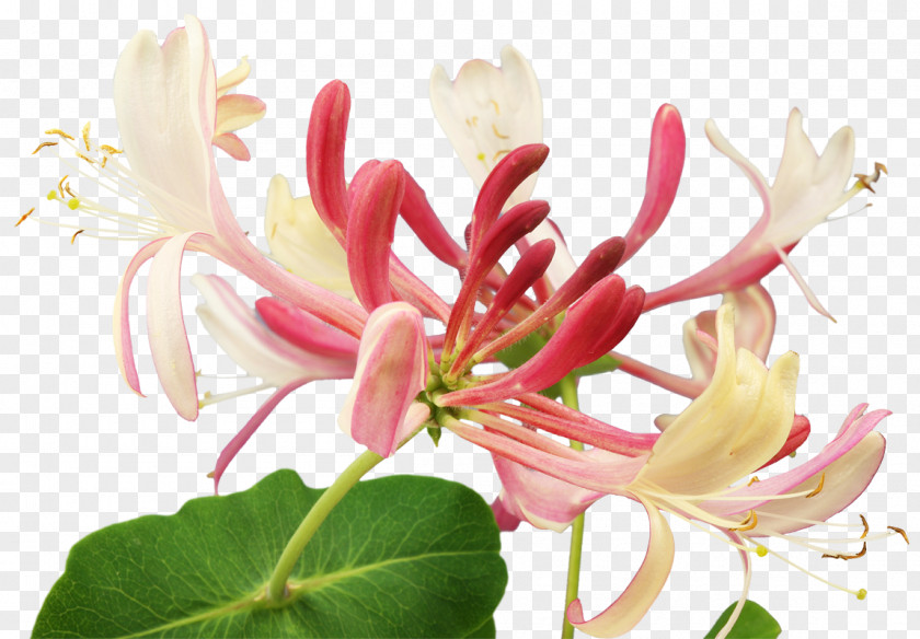 Flower Bach Remedies Herb Healing Honeysuckle PNG