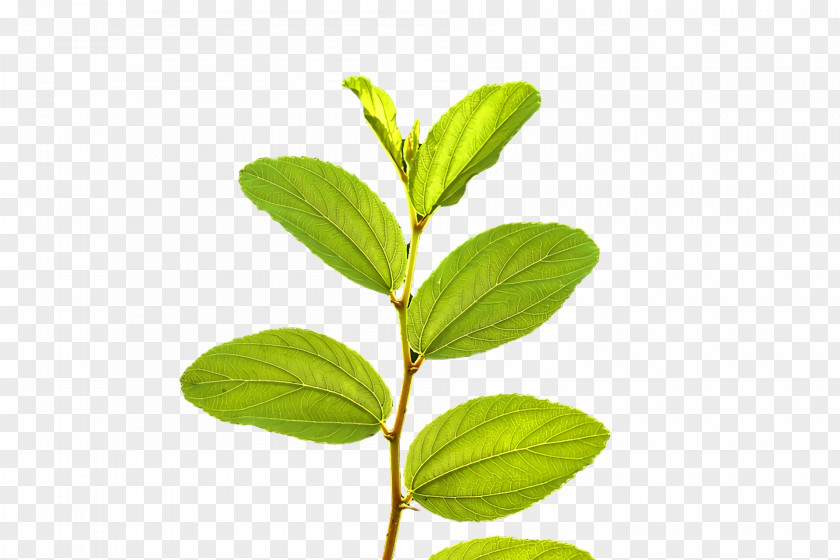 Leaf Plant Stem Herbal Medicine Herb Tree PNG