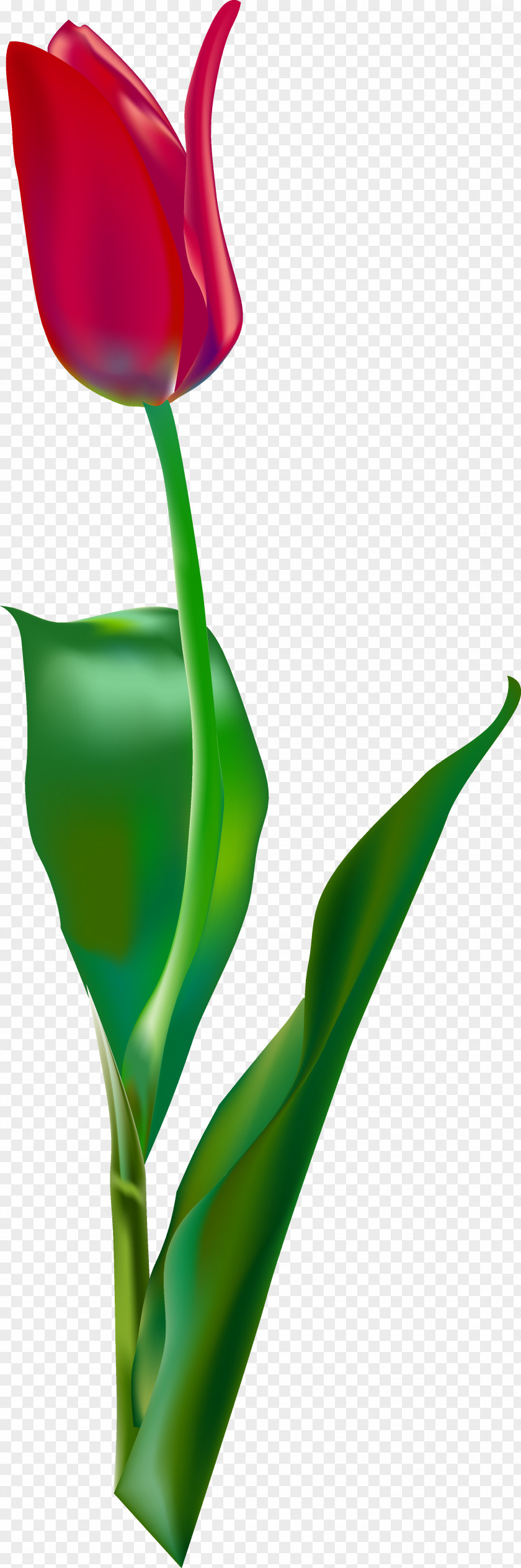 Tulip Euclidean Vector PNG