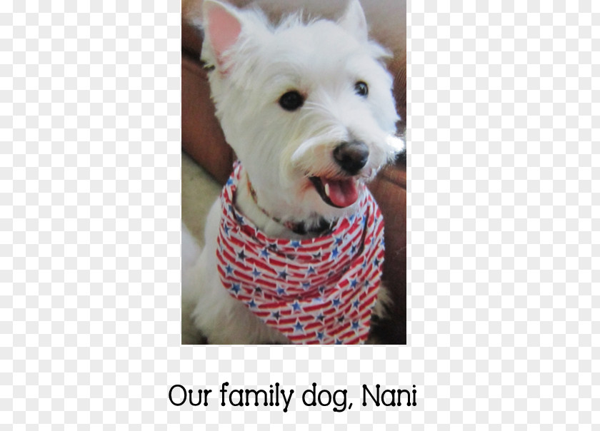 West Highland White Terrier Dog Breed Companion Snout PNG