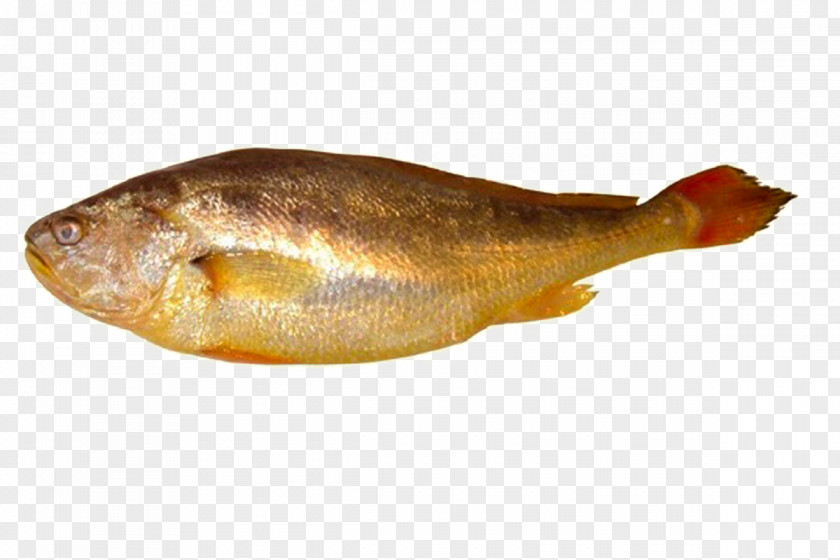 Amphibian Fish Larimichthys Polyactis Drums Atlantic Croaker Seafood PNG