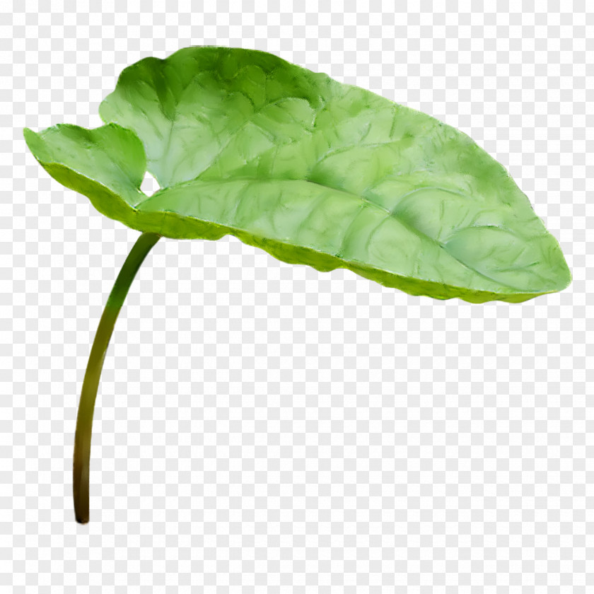 Anthurium Arugula Picsart Background PNG