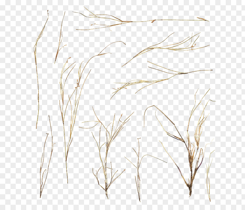 Dry Grass Crafts Twig Sketch Grasses Pattern Summer PNG