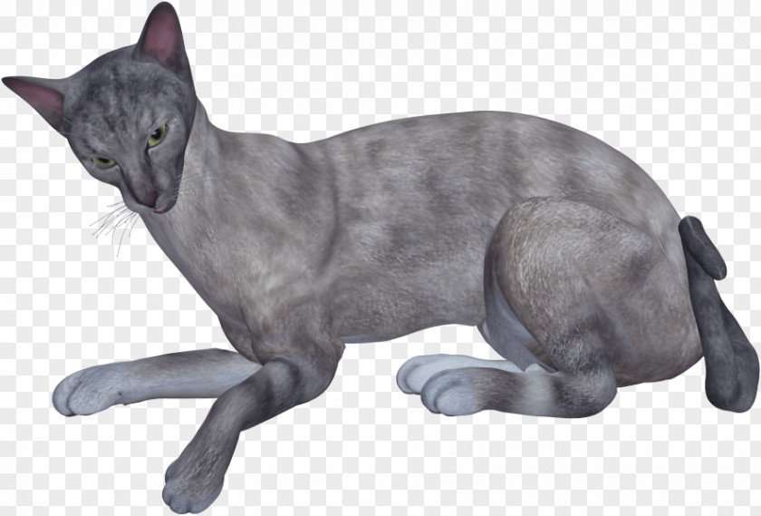 Gray Cat Korat Russian Blue Domestic Short-haired Whiskers PNG