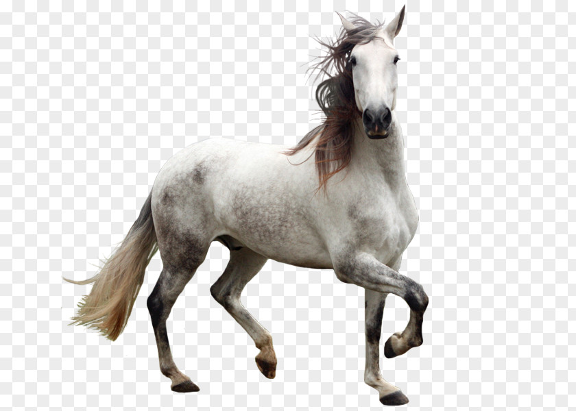 Whitehorse Andalusian Horse Welsh Pony And Cob PNG