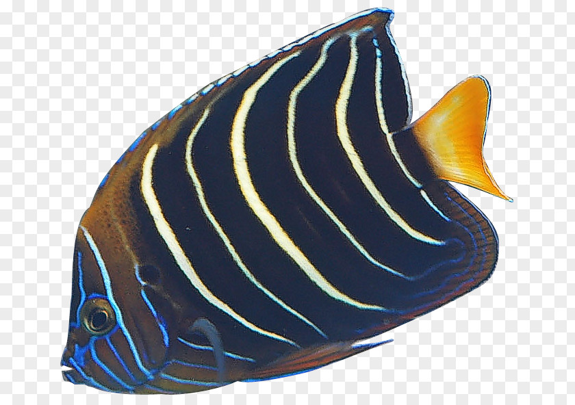 Angel Fish Cliparts Angelfish Banded Butterflyfish Clip Art PNG