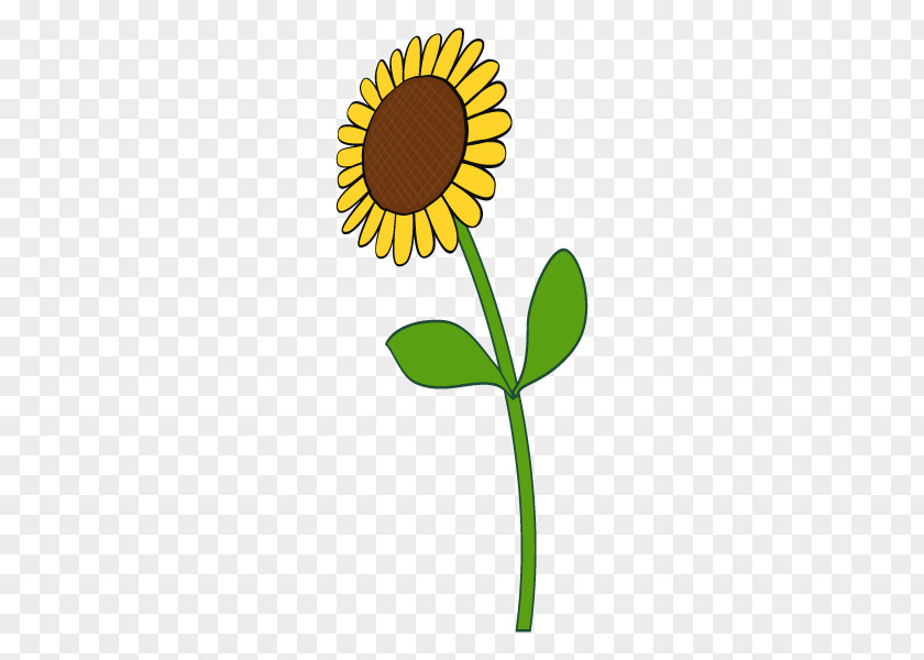 Common Sunflower Illustration Plants Clip Art PNG