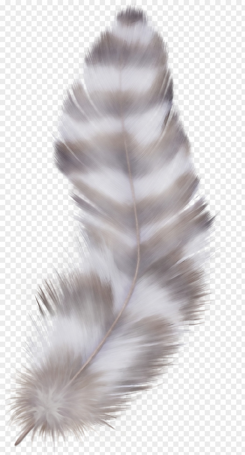 Ear Tail Peacock Drawing PNG