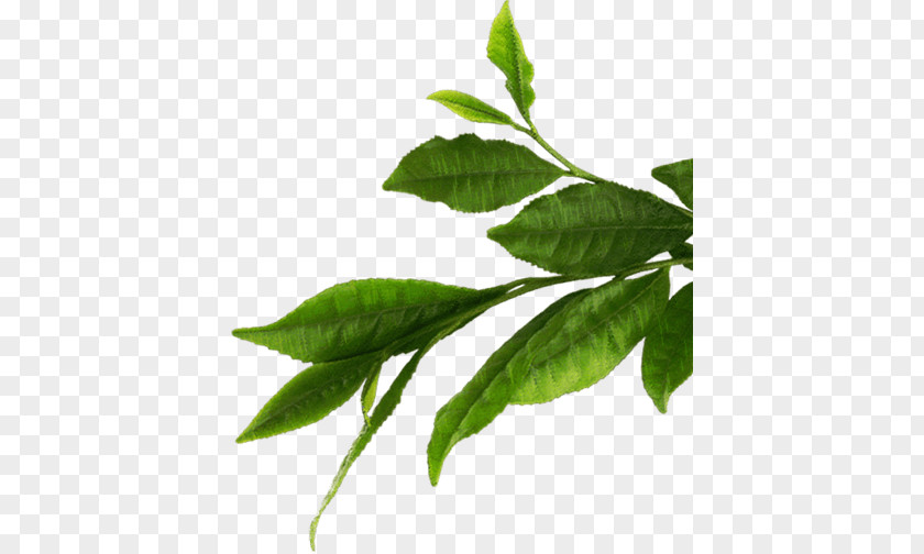 Leaf Banana Painting Plant Stem PNG