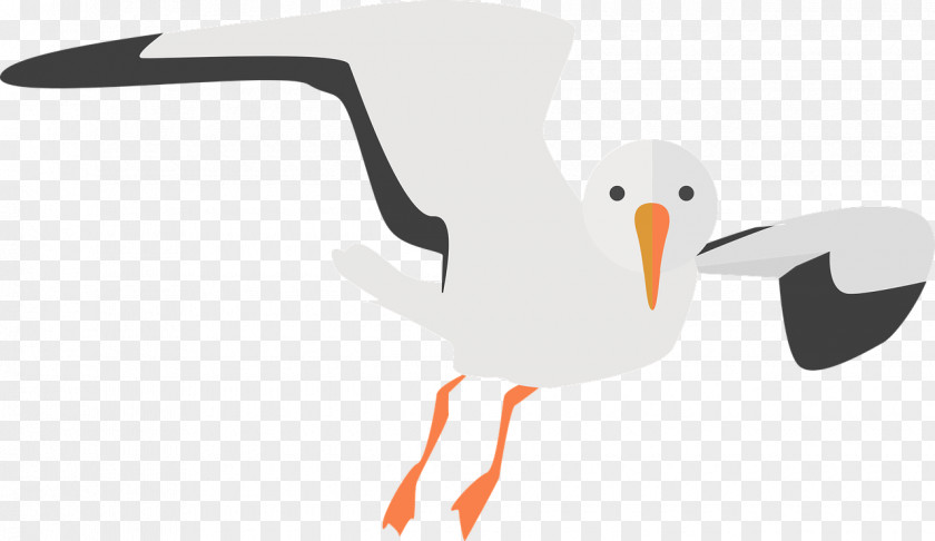 Seagull Material Gulls European Herring Gull Clip Art Bird PNG
