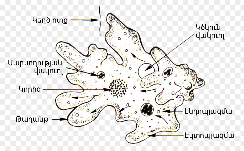 Amoeba Proteus Diagram Cell Protist PNG proteus Protist, Hy clipart PNG