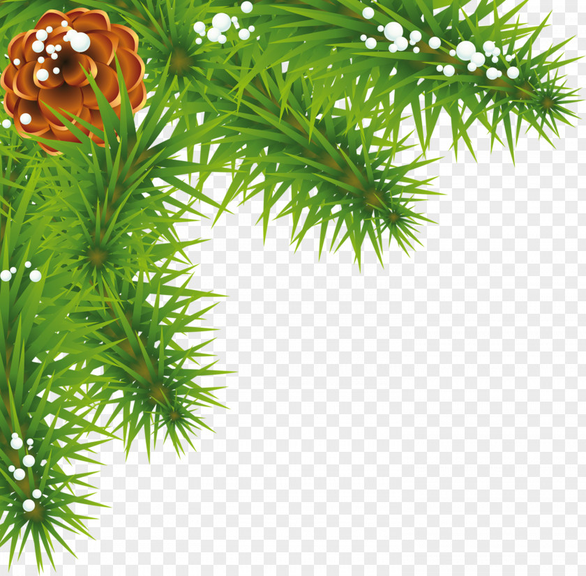 Artichokes Spruce Pine Fir Evergreen Larch PNG