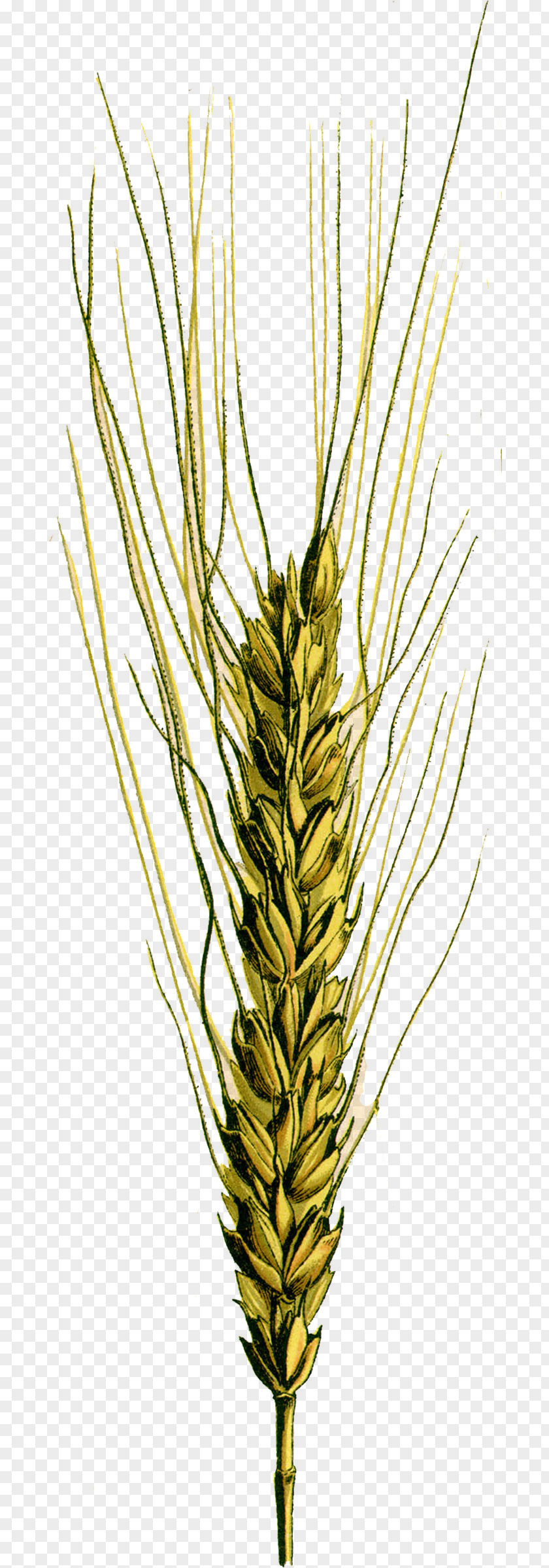 Common Reed Emmer Wheat Spelt Einkorn Cereal Germ PNG