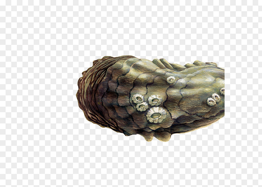 Crass Pacific Oyster Mussel Seafood Grooved Carpet Shell PNG