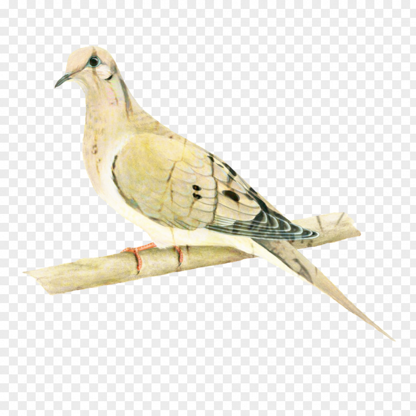 Cuckoo Tail Dove Bird PNG