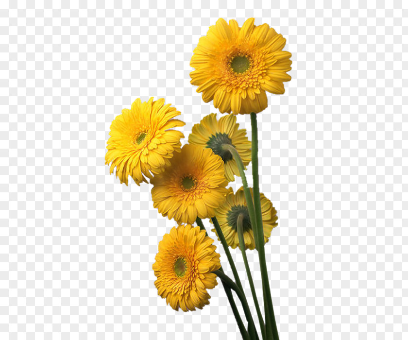 Flower Transvaal Daisy Floristry Cut Flowers Petal PNG