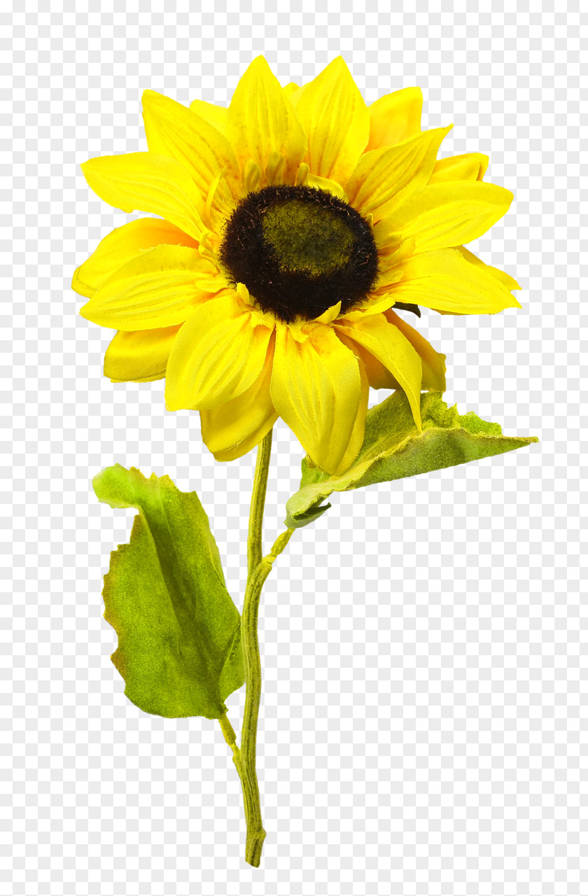 Girasole Common Sunflower Clip Art PNG