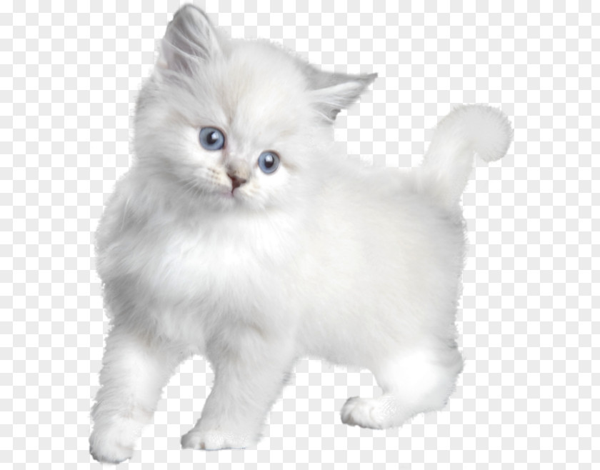 White Cat Turkish Angora Kitten Asian Semi-longhair Persian Burmilla PNG
