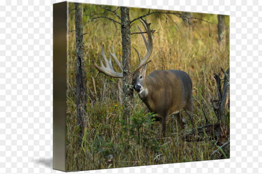 White Deer Elk White-tailed Reindeer Nature Reserve PNG