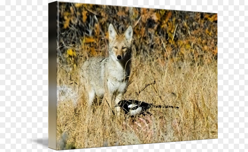 Wild E Coyote Eurasian Magpie Stock Photography Royalty-free PNG