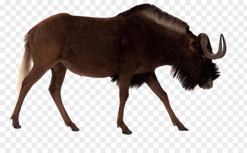 Bison Picture Black Wildebeest Blue Antelope Stock Photography Royalty-free PNG