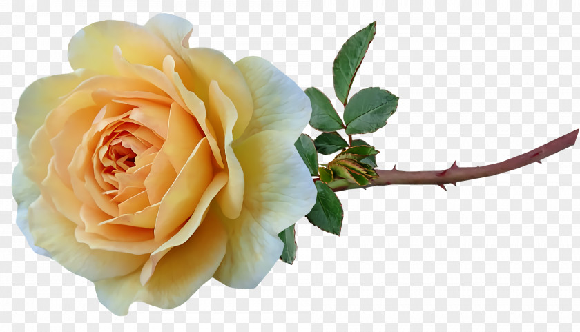 Garden Roses PNG