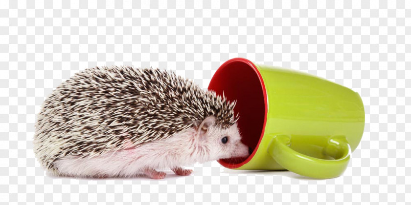 I Want To Go Cup Hedgehog Domesticated Four-toed Photography PNG