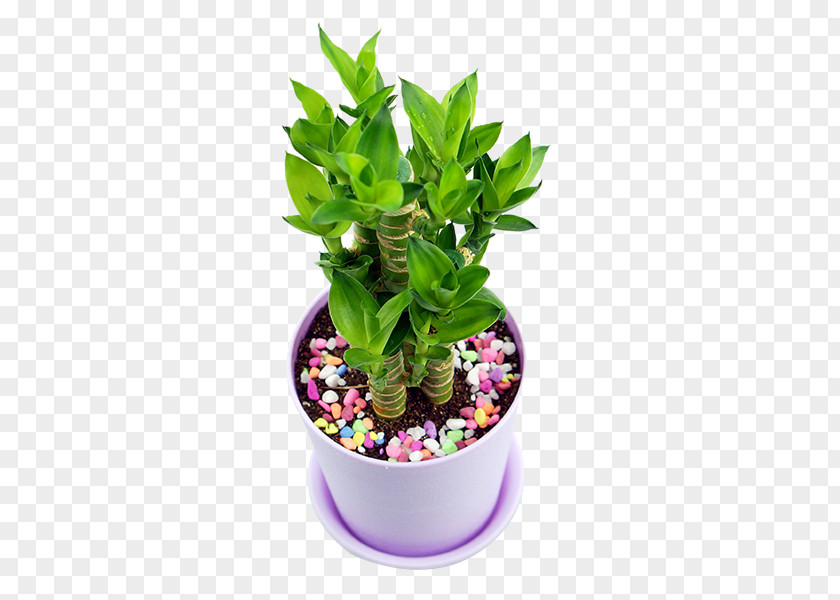 Lucky Bamboo Pot Plant PNG