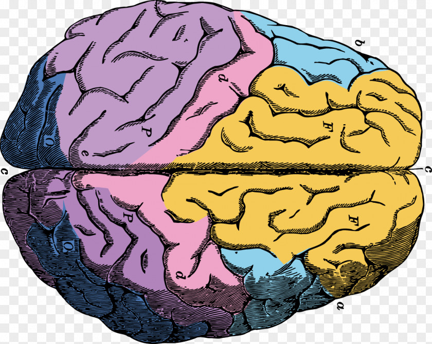 Vector Brain Human Neuron Euclidean PNG