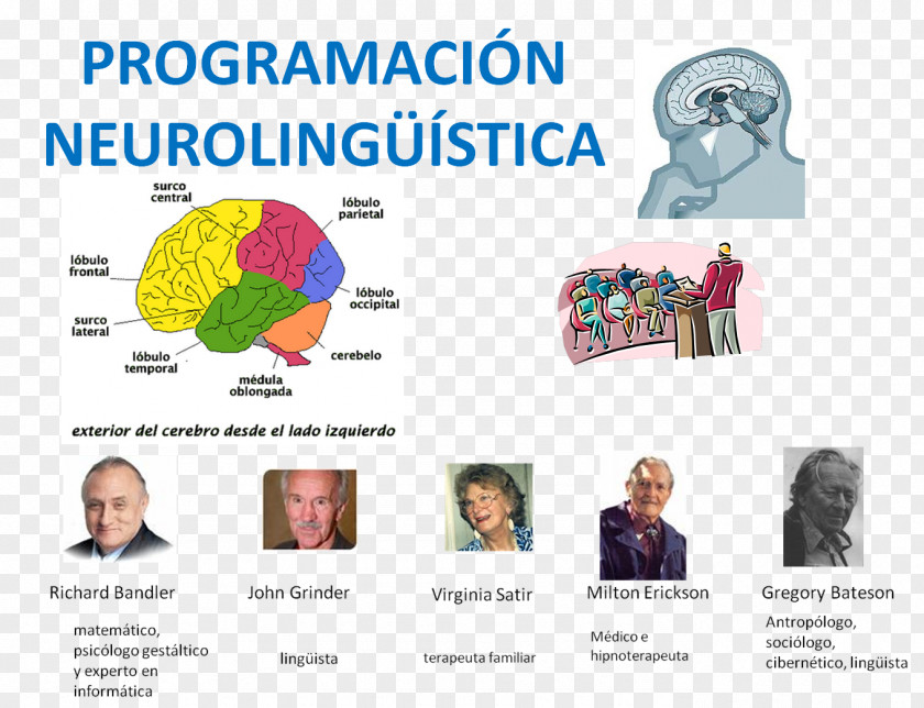 Brain Web Page Public Relations Human Behavior Organism PNG