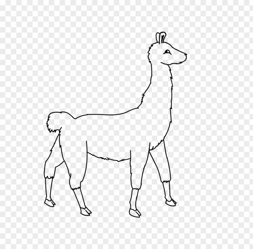 Camel Line Art Llama Alpaca Clip PNG