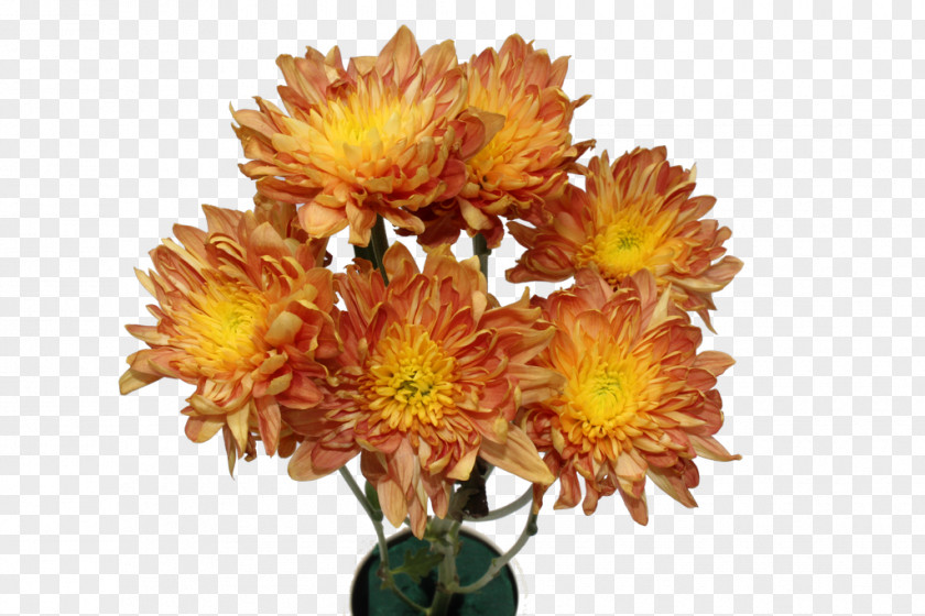 Chrysanthemum Cut Flowers Anthurium Andraeanum Plant PNG