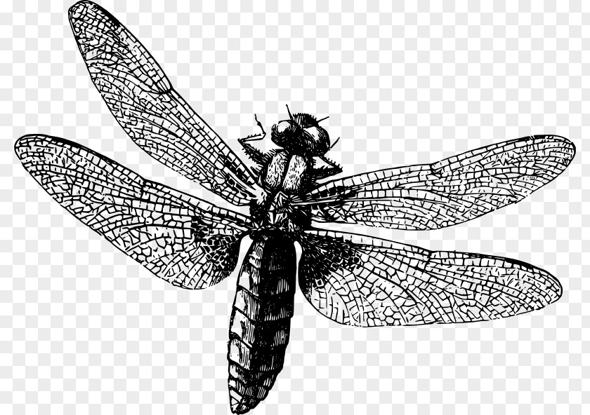Dragonfly Royalty-free Clip Art PNG