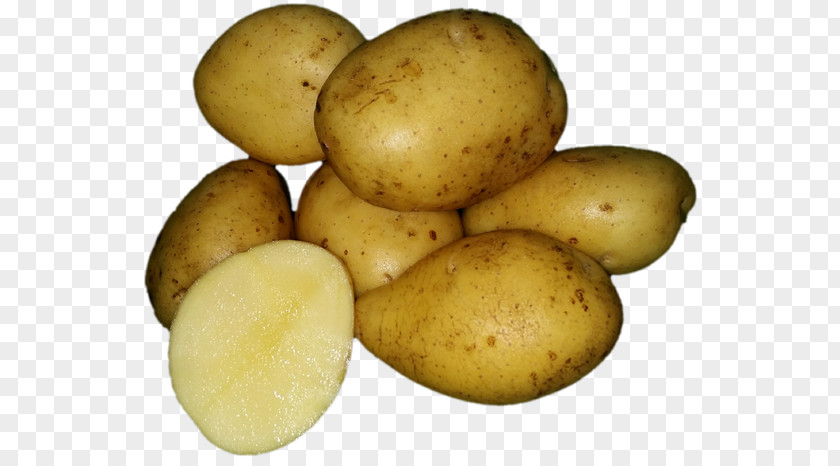 Russet Burbank Potato Yukon Gold Tuber Onion Bulb PNG