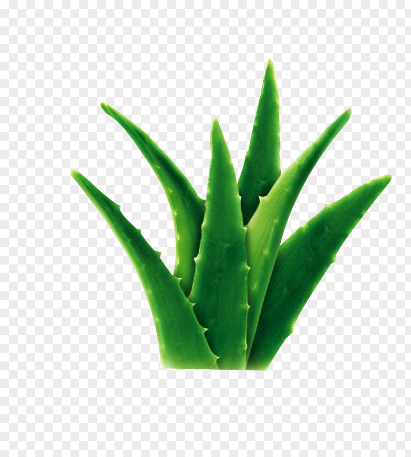 Aloe Vera Seed Bonsai Fruit Succulent Plant PNG