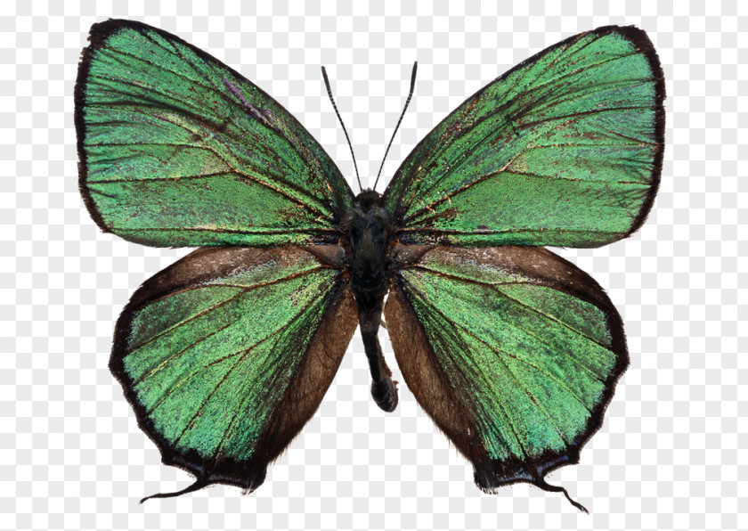 Butterfly Image Clip Art Stock Photography Green PNG