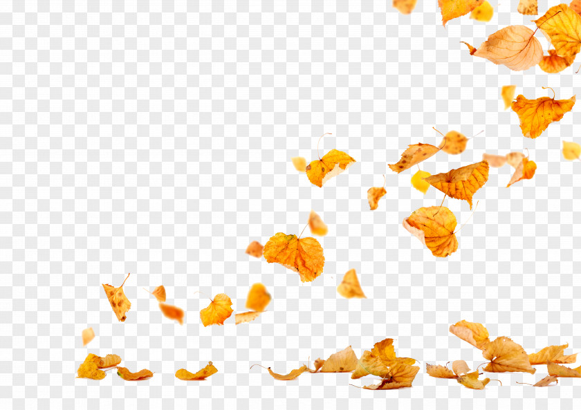 Falling Autumn Leaves Leaf Photography PNG