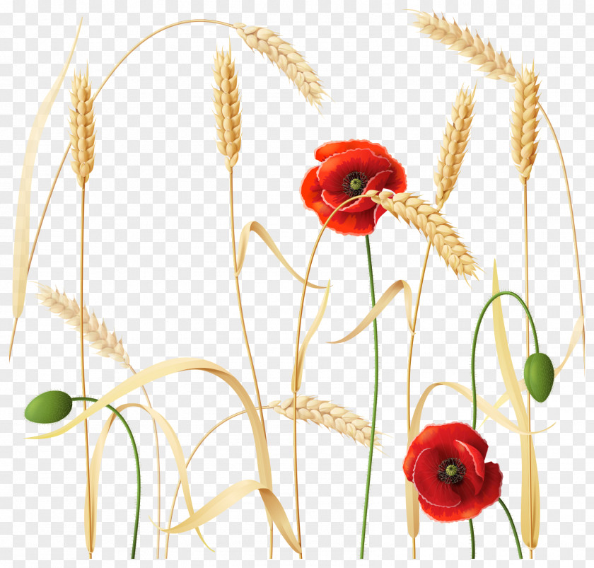 Golden Yellow Wheat Vector Flower Plant Gold PNG
