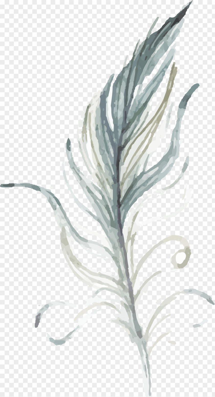 Hand Drawn Feather Drawing PNG