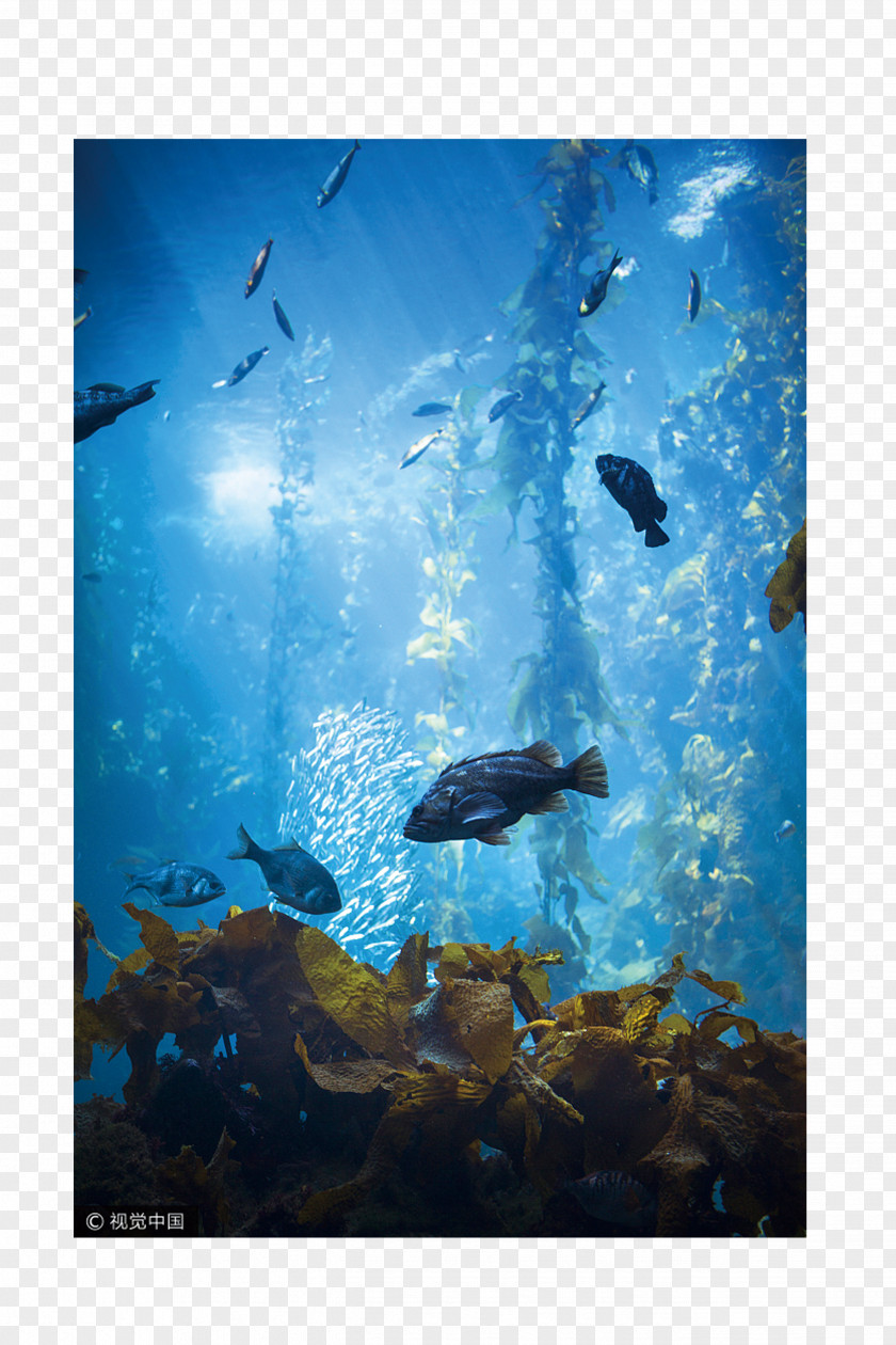 Sea Sightseeing Life Centres Ocean Underwater Aquarium PNG