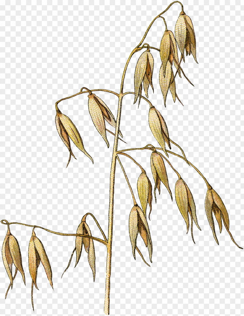 Wheat Oat Illustration Drawing Vector Graphics PNG